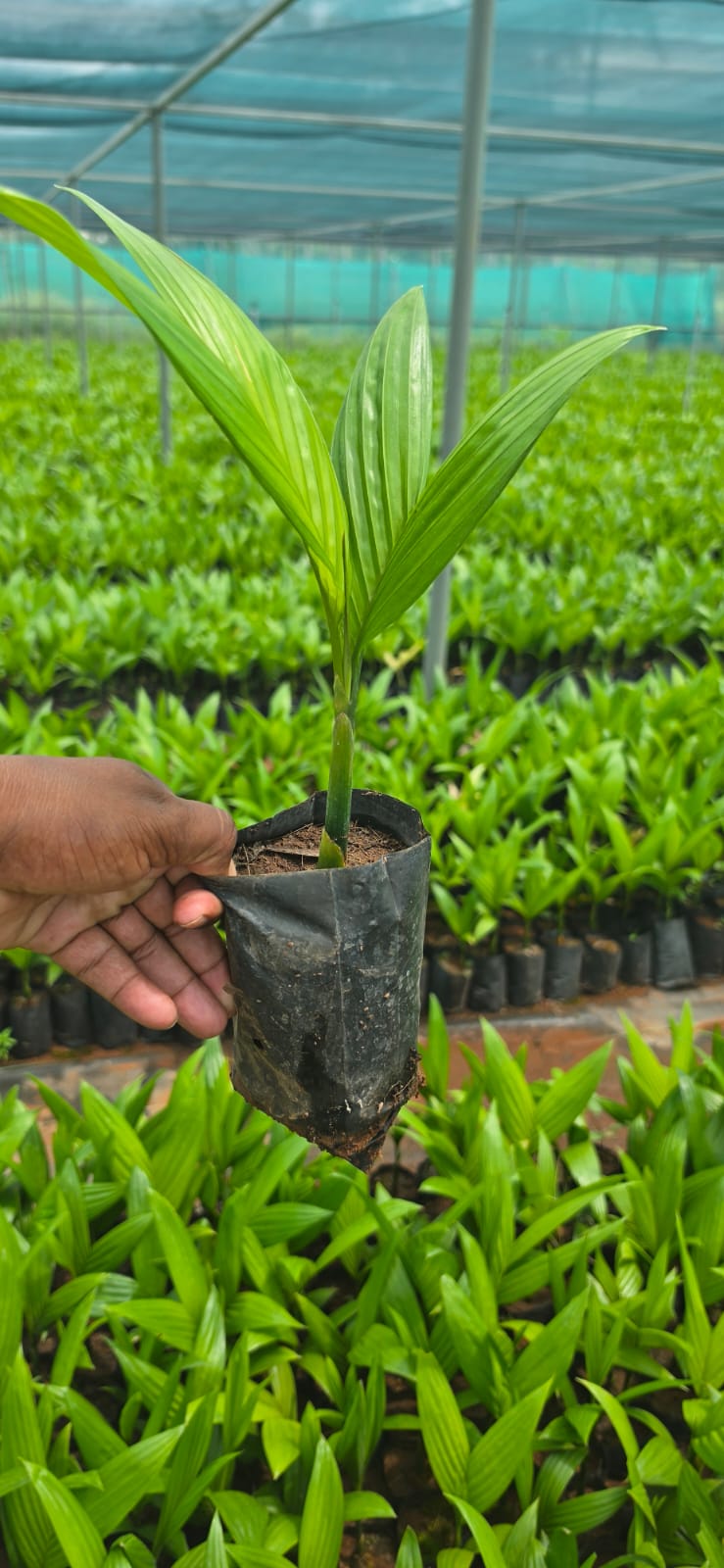 Mahadeshwara Agro Nursery Garden — Photo 41