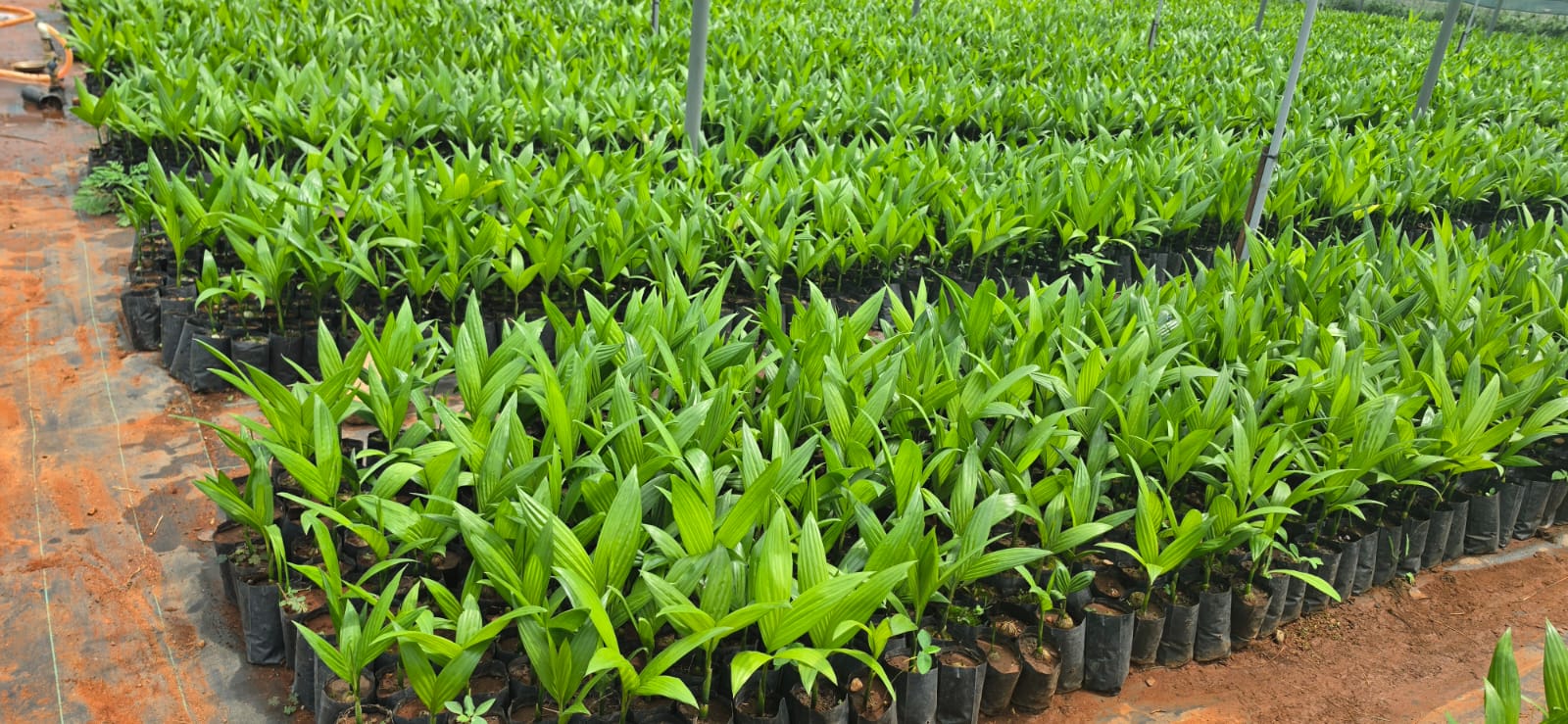 Mahadeshwara Agro Nursery Garden — Photo 42