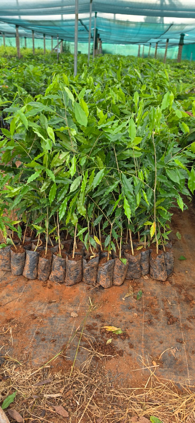 Mahadeshwara Agro Nursery Garden — Photo 43