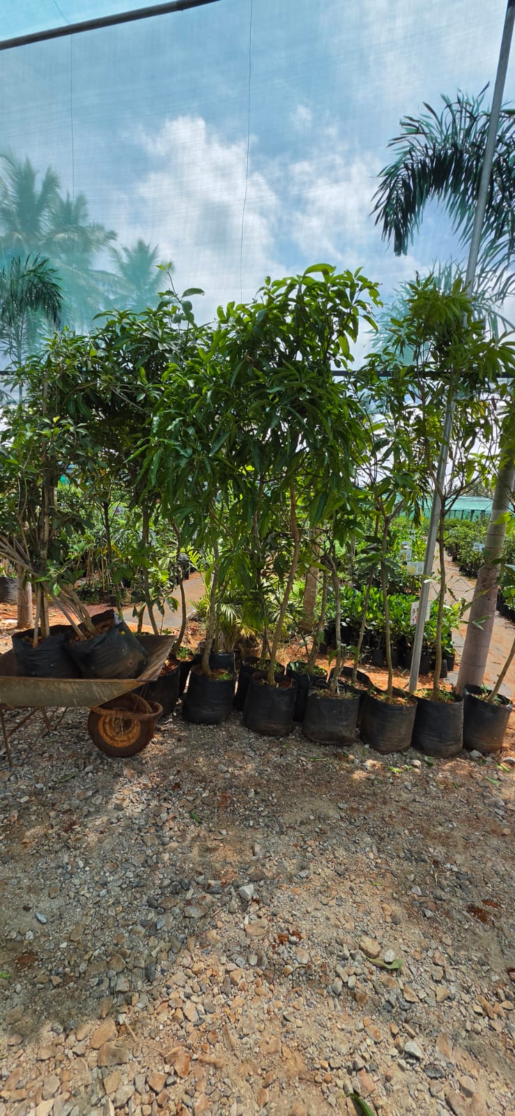Mahadeshwara Agro Nursery Garden — Photo 44