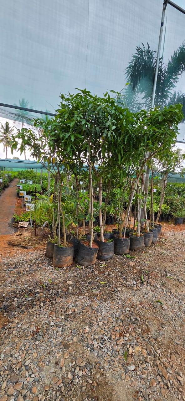 Mahadeshwara Agro Nursery Garden — Photo 45