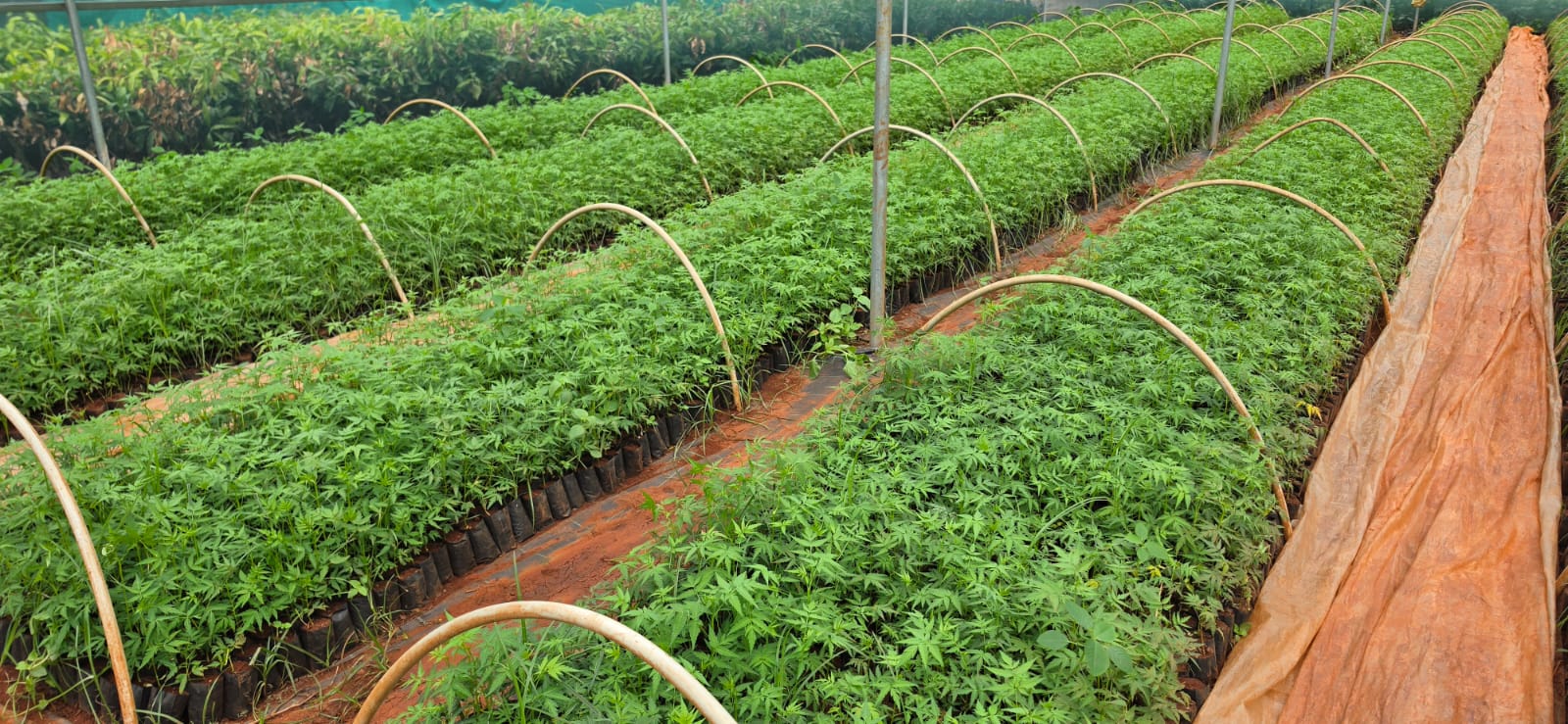 Mahadeshwara Agro Nursery Garden — Photo 47