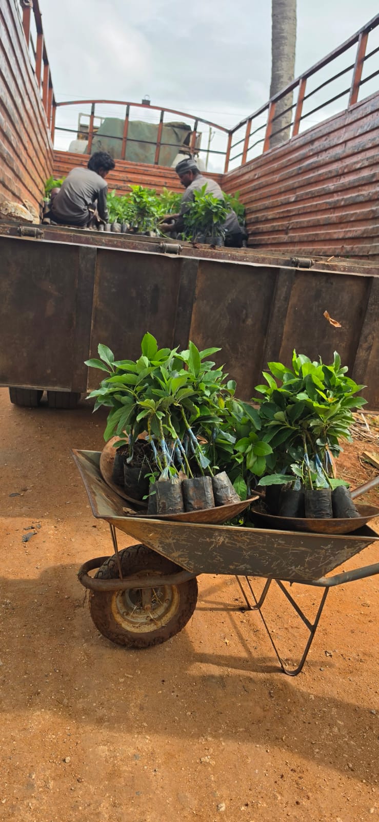 Mahadeshwara Agro Nursery Garden — Photo 48