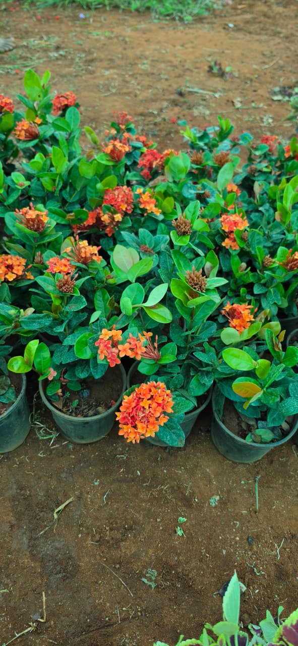 Mahadeshwara Agro Nursery Garden — Photo 49