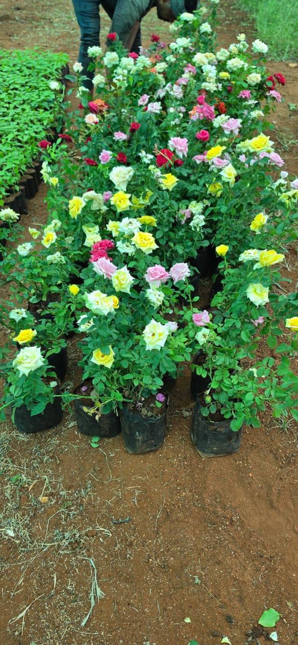Mahadeshwara Agro Nursery Garden — Photo 50