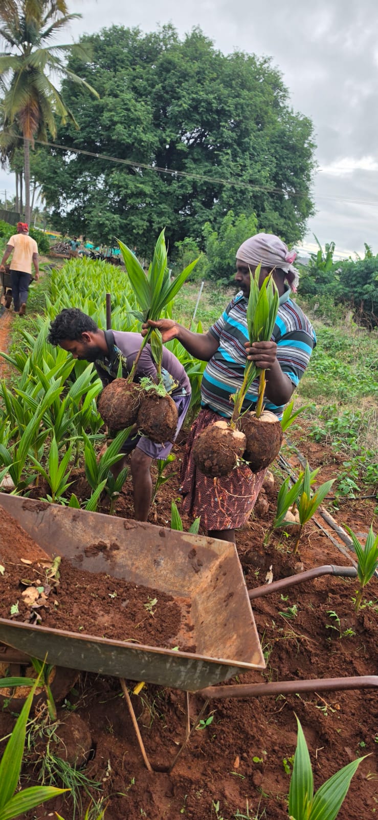 Mahadeshwara Agro Nursery Garden — Photo 51