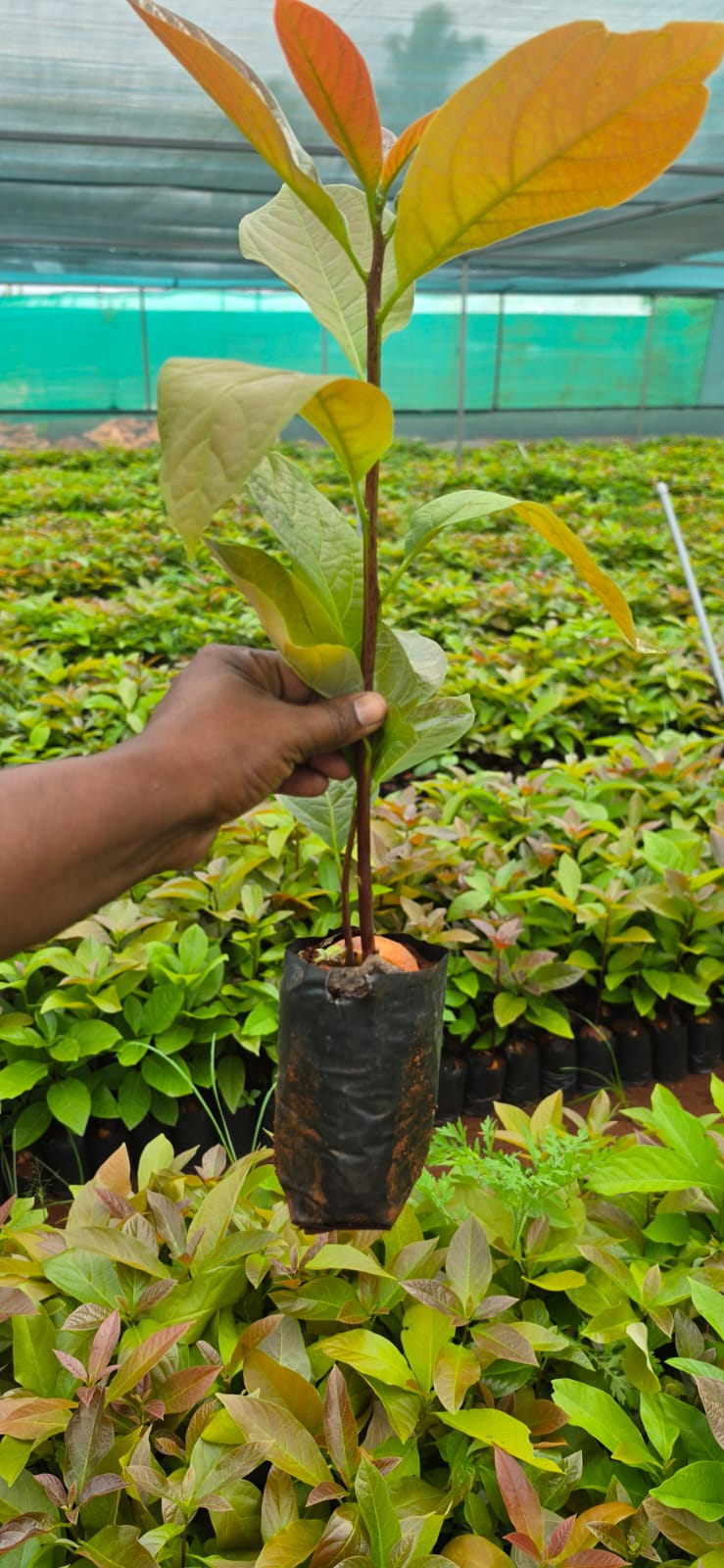 Mahadeshwara Agro Nursery Garden — Photo 52