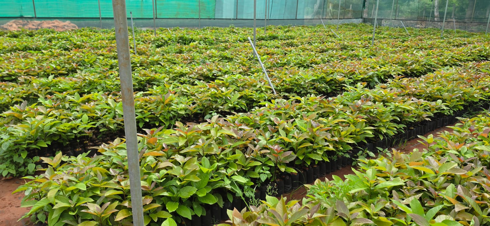 Mahadeshwara Agro Nursery Garden — Photo 53