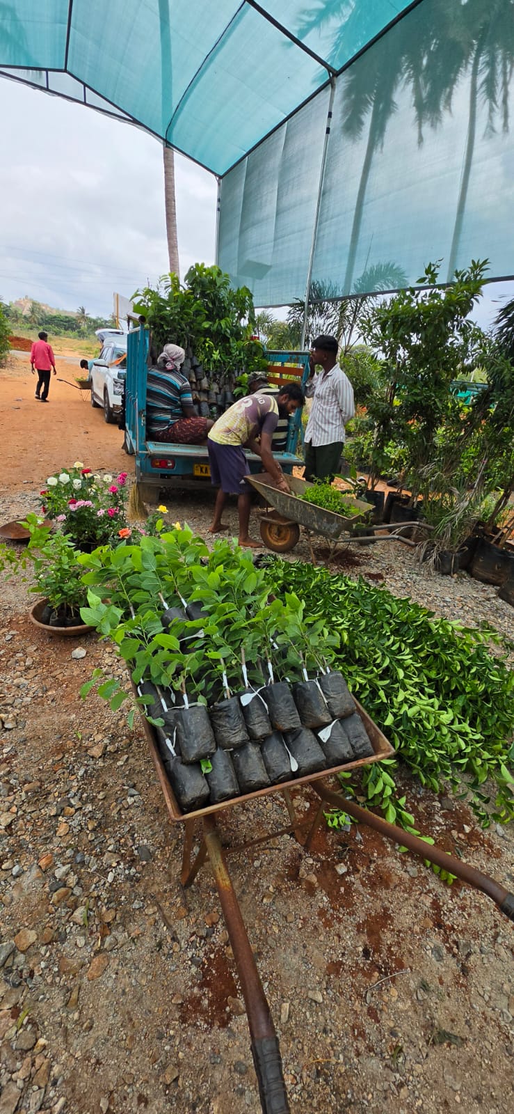 Mahadeshwara Agro Nursery Garden — Photo 54