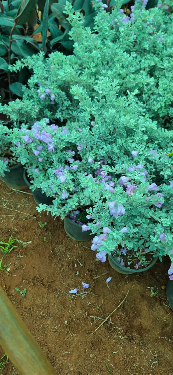 Mahadeshwara Agro Nursery Garden — Photo 55