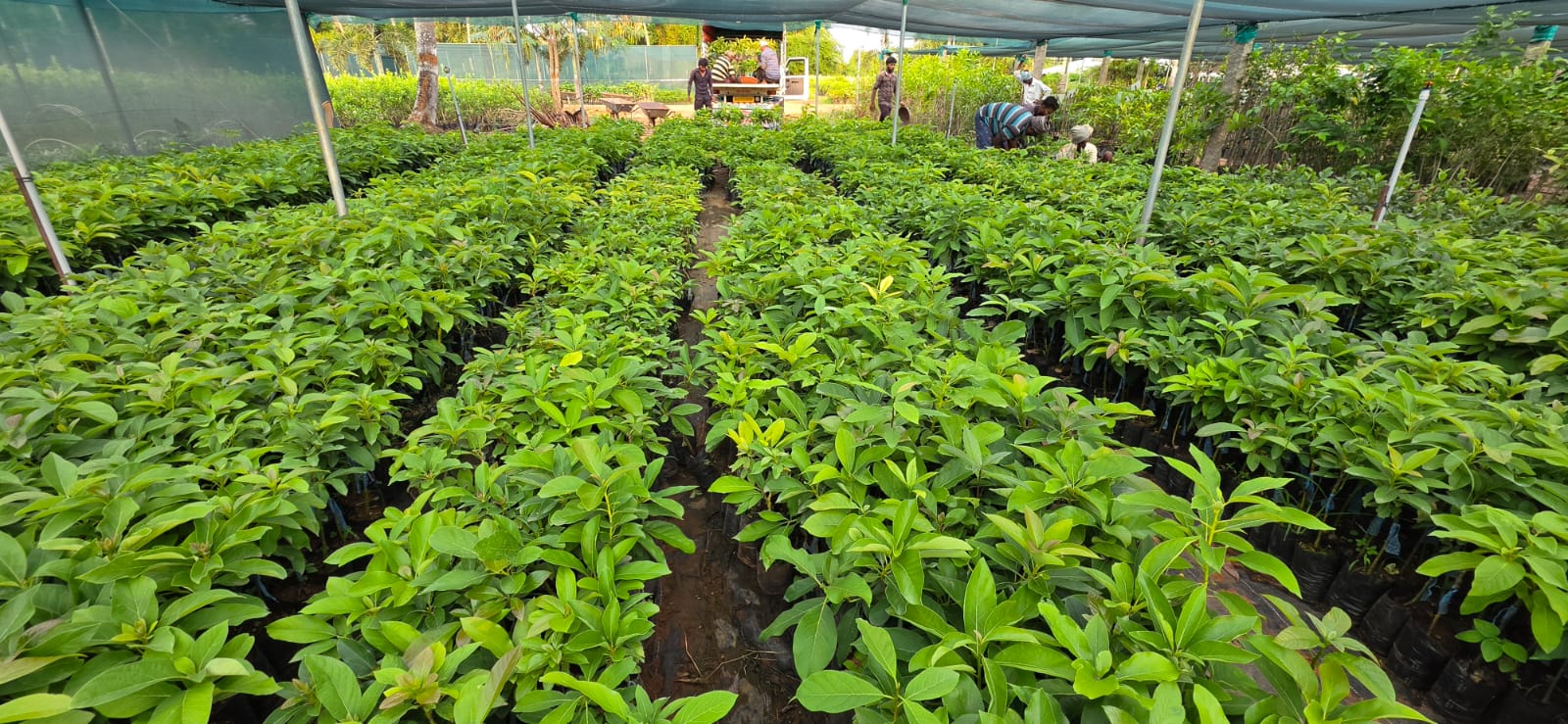 Mahadeshwara Agro Nursery Garden — Photo 9