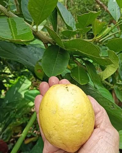 Gajanimbe Plants — Lemon sapling available at Agro Nursery Garden