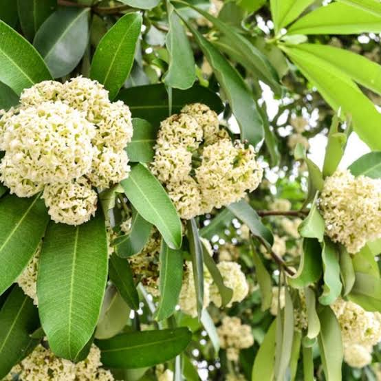Alstonia Scholaris Plants — Ornamental Tree sapling available at Agro Nursery Garden