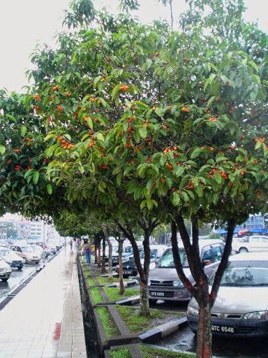 Borsali (Bakul) Plants — Ornamental Tree sapling available at Agro Nursery Garden