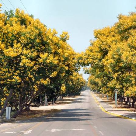 Peltophorum (Copperpod) Plants — Ornamental Tree sapling available at Agro Nursery Garden