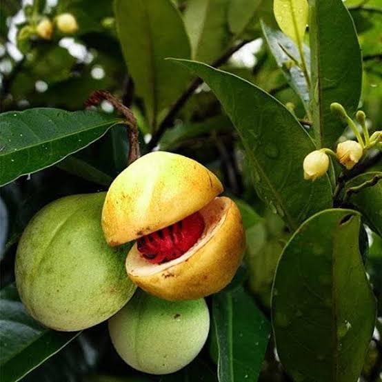Nutmeg (Jaiphal) Seedling Plants — Nutmeg sapling available at Agro Nursery Garden